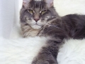 GClooney_9Monate2
